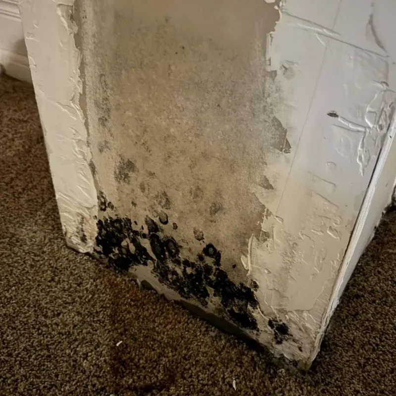 Professional Mold Removal in Frederickson, WA